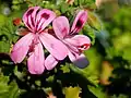 Pelargonium quercifolium