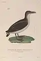 Garnot-Sturmvogel (Pelecanoides garnotii) illustriert von Jean-Gabriel Prêtre