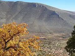 Pelekanos