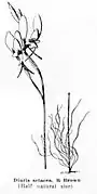 Diuris setacea, Seite 16