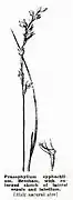 Prasophyllum cyphochilum, Seite 25