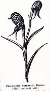 Pterostylis sargentii, Seite 36