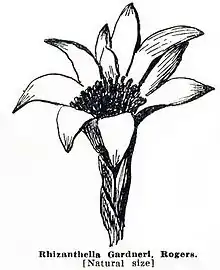 Rhizanthella gardneri, Seite 66