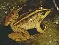 Männlicher Levante-Wasserfrosch von Birket Ata, Israel