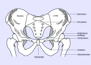 Anatomie des gesunden Beckens (Ansicht von vorne)
