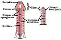 Der Aufbau von Penis (links) und Klitoris im Längsschnitt; analoge Schwellkörpersysteme zwischen Mann und Frau sind farblich gleich dargestellt.