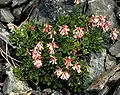 Penstemon tracyi