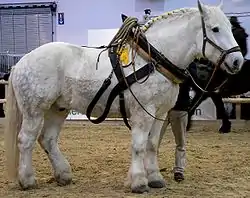 Percheronhengst