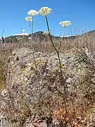 Yampa(h) (Perideridia gairdneri, Perideridia bolanderi u.&nbsp;a.) (die kleinen Knollen werden verwendet; nicht im Bild)