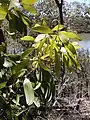 Laubblätter von Persoonia levis.