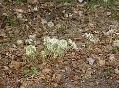 Pestwurz am Johannesbächlein