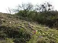 Trockenrasen im Vorfrühling