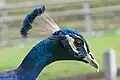 Blauer Pfau