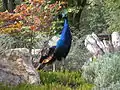 Pfau