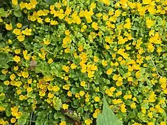 Pfennigkraut (Lysimachia nummularia)