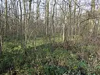 Bruchwald