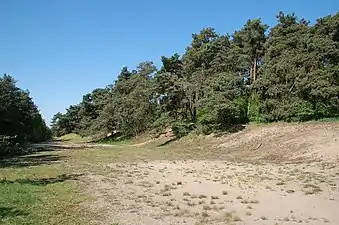 Pfungstädter Düne