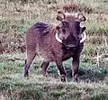 Warzenschwein