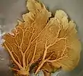 Phakellia sp.(Halichondrida)