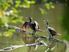 Kormorane trocknen ihr Gefieder nach jedem Tauchgang