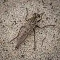 Sand-Raubfliege