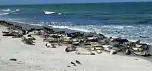 Seehunde am Nordstrand der Düne