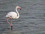 Rosaflamingo