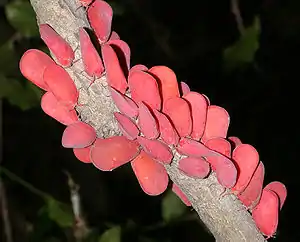 Phromnia Rosea