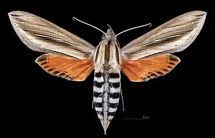 Phryxus caicus  ♀