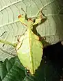 weibliche Nymphe aus Malaysia