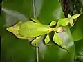Phyllium bonifacioi, Weibchen