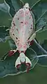 Phyllium elegans, Weibchen