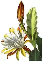 Phyllocactus Victoria regia
