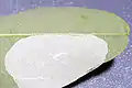 Platzmine einer Raupe