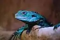 Australische Wasseragame (Intellagama lesueurii)