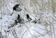 Foto mit vier Hudsonelstern im Schnee