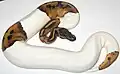 Piebald Ball Python