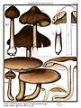 Pierre Bulliard: Herbier de la France; Vol.: VII. Pl. 555. (Fig. 2 zeigt Agaricus fulvus)
