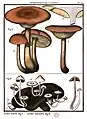Pierre Bulliard: Herbier de la France; Vol.: VII. Pl. 574. (Fig. 1 zeigt Agaricus fulvus)