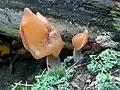 BischofsmützeGyromitra infula
