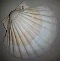 Jakobsmuschel (Pecten jacobaeus)