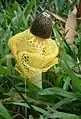 Phallus&nbsp;sp. mit Schleier aus dem Nationalpark Masoala, Madagaskar