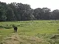 Der Osten weist zahlreiche Koppeln auf