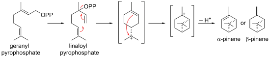 Biosynthese von Pinenen