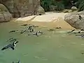 Nachgebautes Pazifikufer für die Brillenpinguine