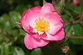 ‘Pink Star’, Interplant, 1977