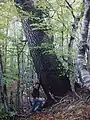 Einzelbaum in einem Buchen-Hallenwald, Orjen (Vučji zub)