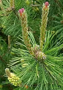 Pinus mugo; Zweig mit getrennten Blüten beiderlei Geschlechts