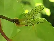 versch. Pfefferfrüchte (Piper excelsum, Piper peltatum, Piper umbellatum,  Piper regnellii)