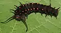 Raupe